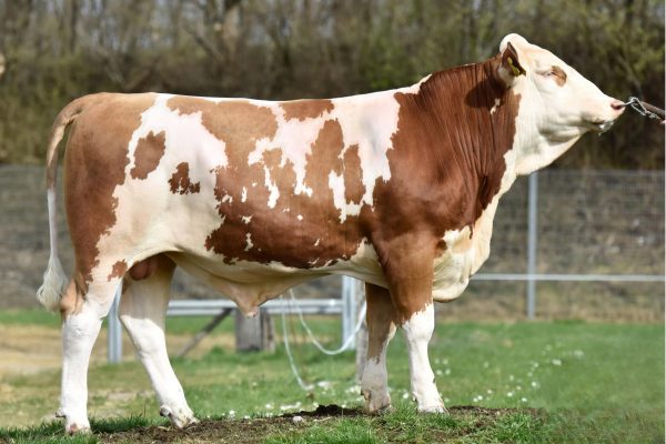BFG Verbund PP 786198 stier