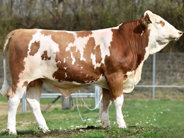 BFG Verbund PP 786198 stier