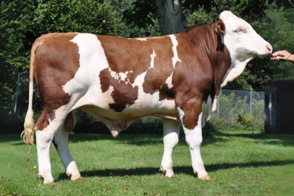 BFG Wilfried 783174 stier