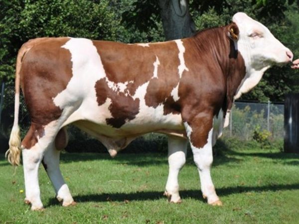 BFG Wilfried 783174 stier