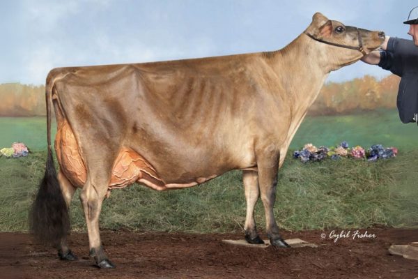 Canadian Club 786304 DAM Avonlea Premier Chocolate Chip EX96