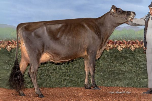 Canadian Club 786304 dochter Enniskillen C Club Suzy 697