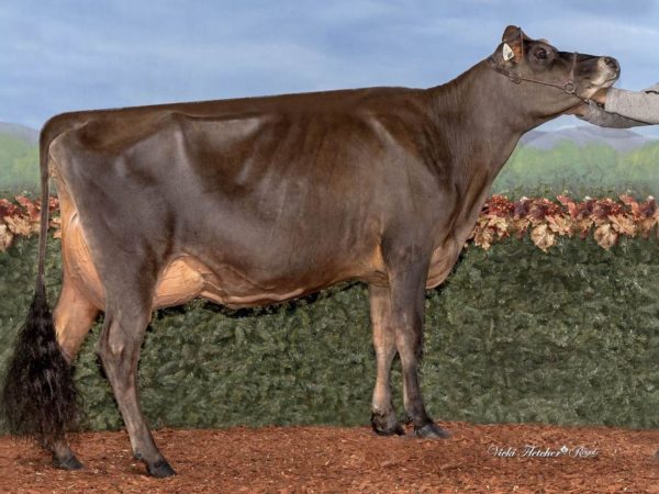 Canadian Club 786304 dochter Enniskillen C Club Suzy 697