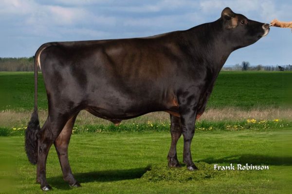 Canadian Club 786304 stier