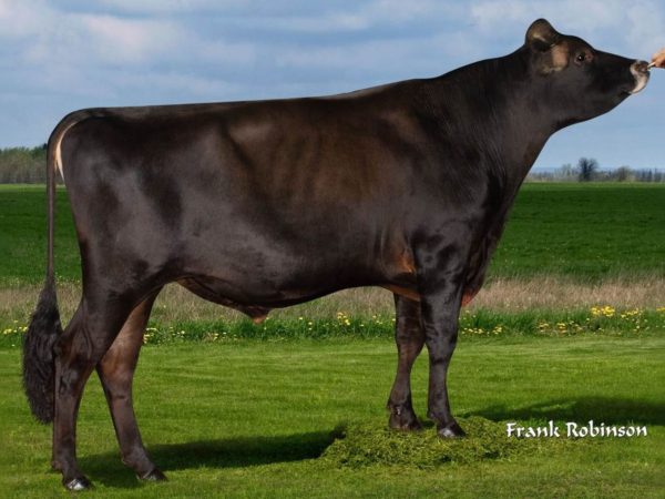 Canadian Club 786304 stier