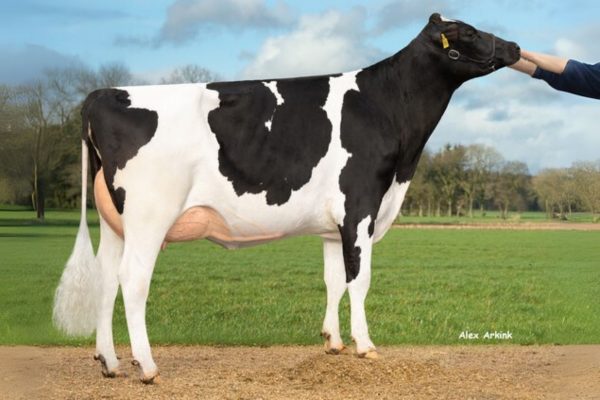 Canum 783489 dochter Ebeline