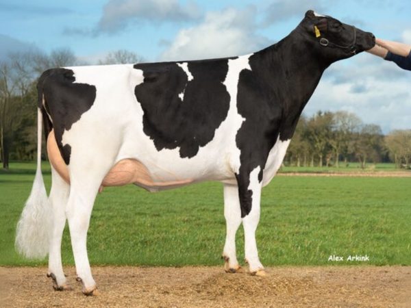 Canum 783489 dochter Ebeline