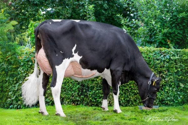 Canum 783489 dochter Omega