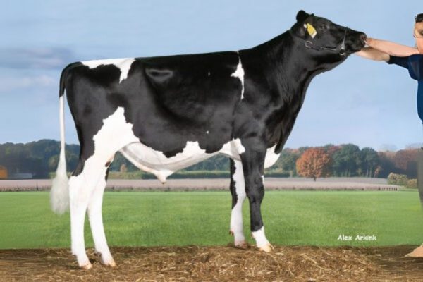 Canum 783489 stier