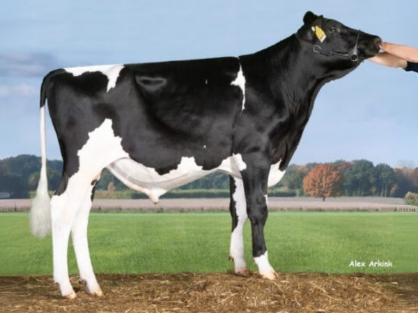Canum 783489 stier