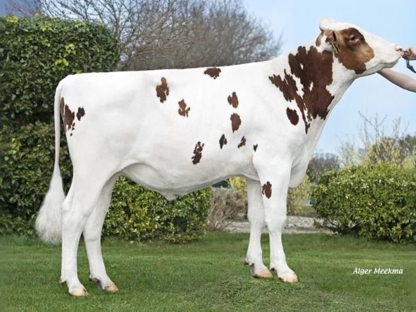 Elevate 391156 stier