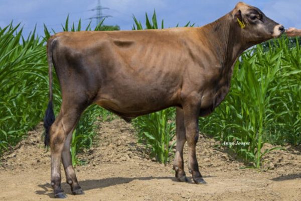 Jatta PP 786510 stier
