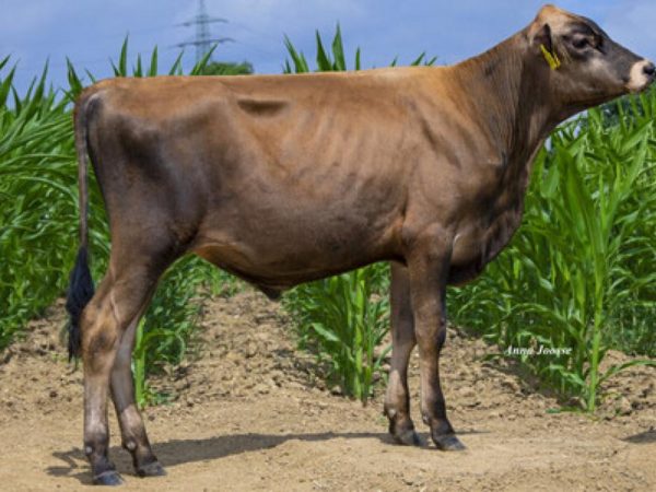Jatta PP 786510 stier