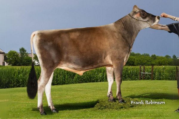 Kaden 785886 Stier