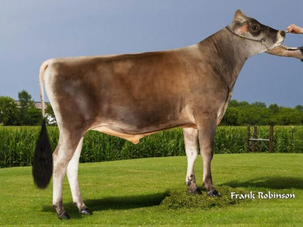 Kaden 785886 Stier