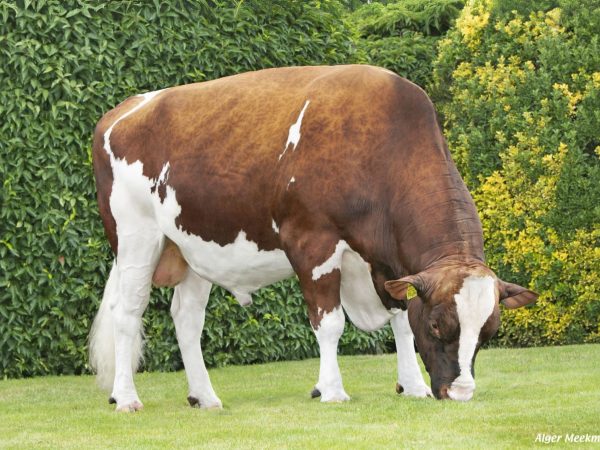 Potency Red 361249 stier