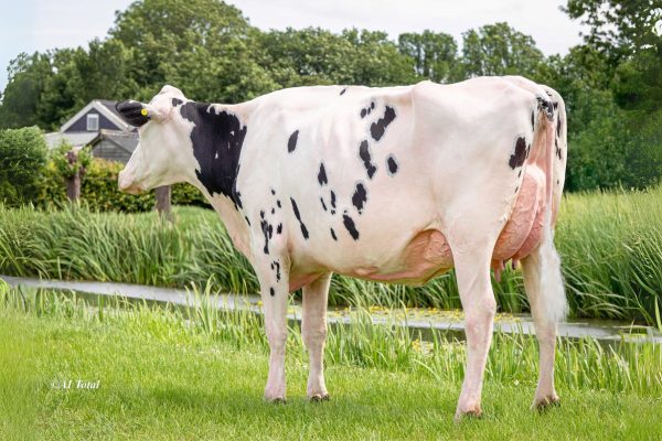 SJK Harry 783035 Future Dream Harry Jackie AB-86-NL AB-87 Uier 2jr. – La1. 305d 10.665kgM