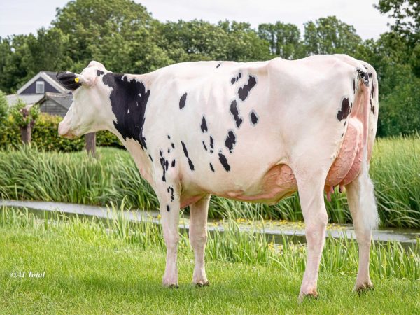 SJK Harry 783035 Future Dream Harry Jackie AB-86-NL AB-87 Uier 2jr. – La1. 305d 10.665kgM