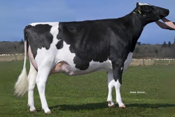 SJK Harry 783035 moeder PRIMEVAL GENETICS 1372-ET VG-86