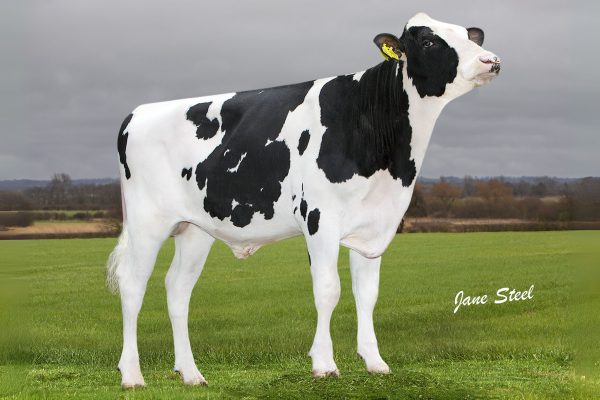 SJK Harry 783035 stier