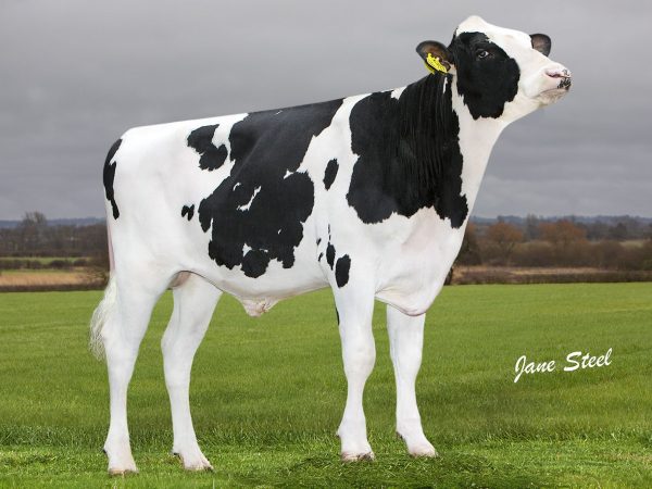 SJK Harry 783035 stier