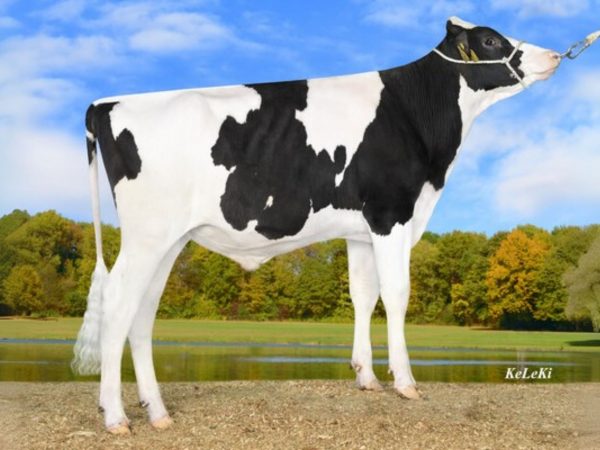 Sampler PP 783359 stier