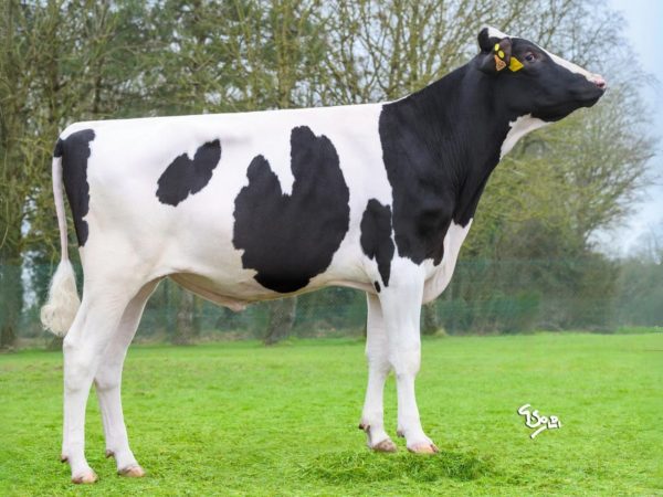 Unichrome 786638 stier