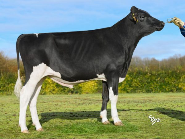 Uraska RF 786651 stier