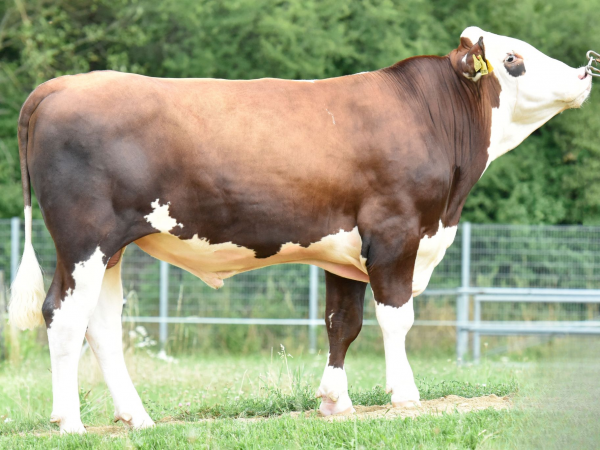 Maisonne Pp 786730 stier