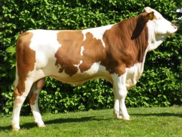 Megafett PP 786650 stier