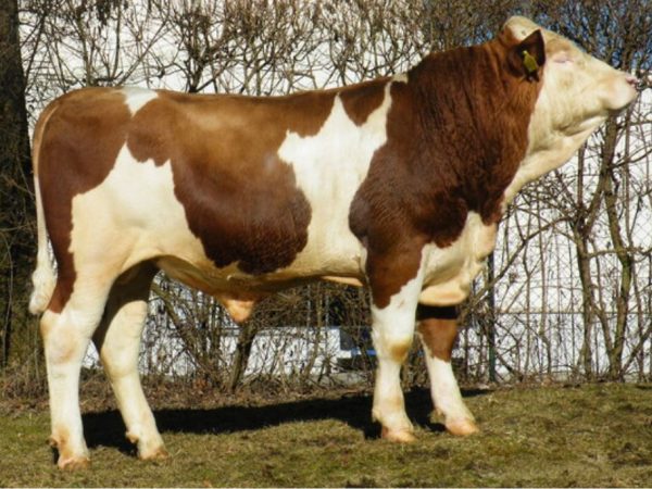 Mercigut Pp 783933 stier