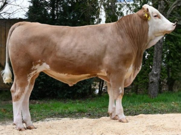 Modesto PP 786779 stier