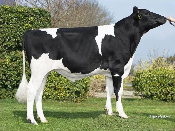 Knock Out P Rf 391157 stier