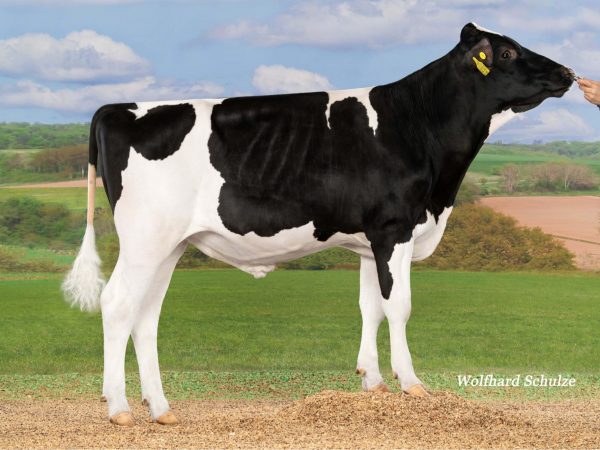 Rise Up 786627 stier