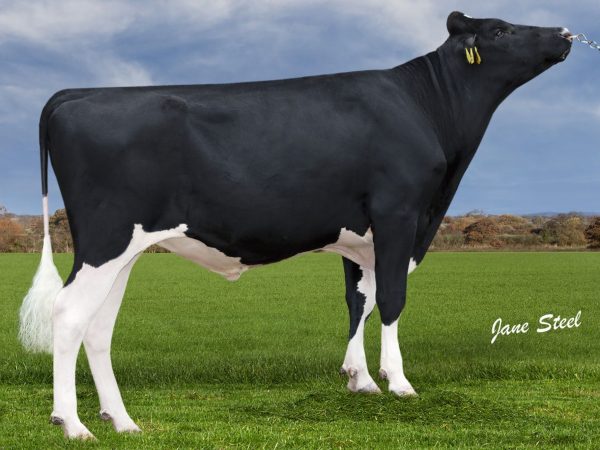 SJK Helium 783761 stier