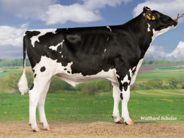 Stitch P 786516 stier