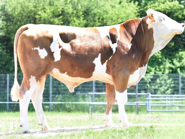 BFG Hanoman 787325 stier