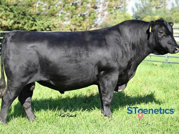 Breakthrough 787233 stier