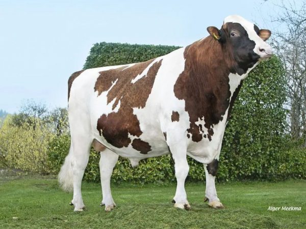 Broekhuizen Pepijn 391051 stier
