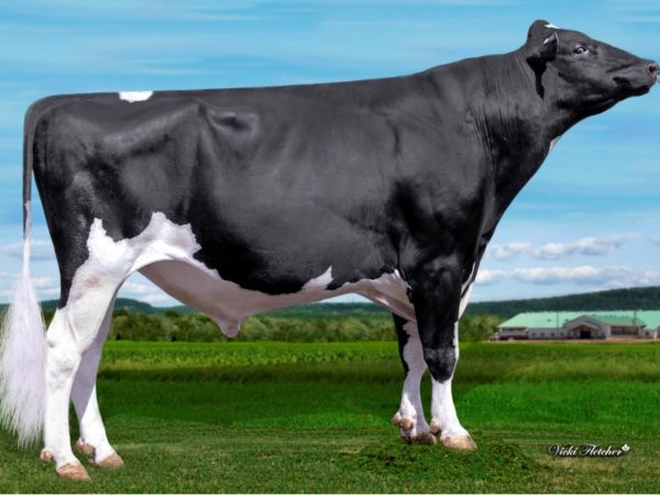 Dynasty 784025 stier