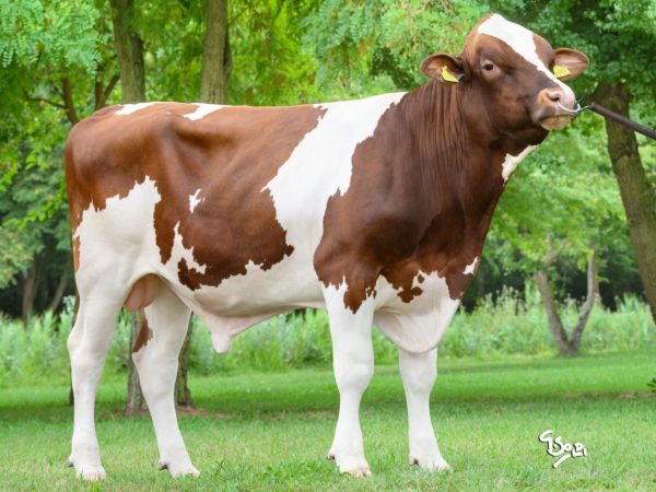 Garibaldi Red PP 786719 stier