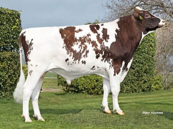 Kooistra Holstein Wim PP 391141 stier
