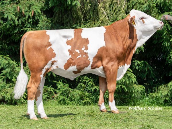 Masterplan PP 786922 stier