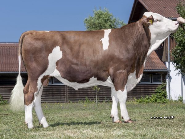 Member Pp 787321 stier