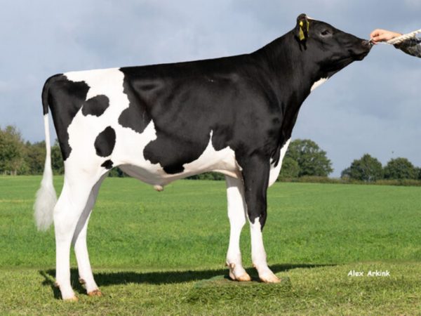 Rabanne P 787080 stier