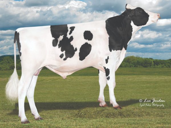 Raiton 784224 stier