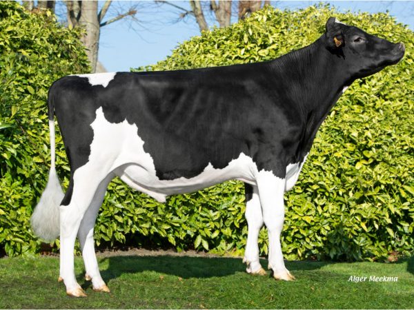 Rewood Man 783741 stier