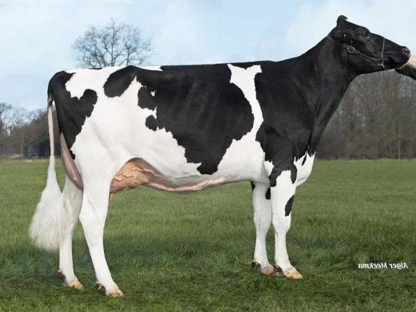 VDR Shepperd 391180 moeder VDR Sandra 20