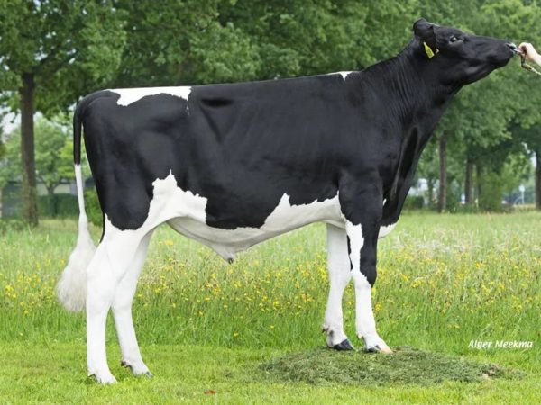 VDR Shepperd 391180 stier
