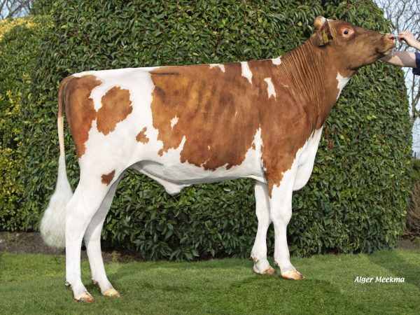 Zion 220060 stier